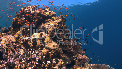 Coral reef with Anthias and Damselfishes.