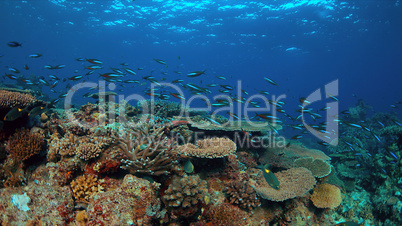 Coral reef with healthy hard corals