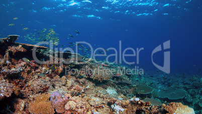 Coral reef with healthy hard corals