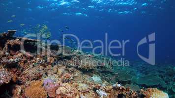 Coral reef with healthy hard corals