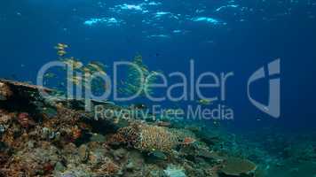 Coral reef with healthy hard corals