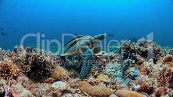 Green Sea turtle on a Coral reef