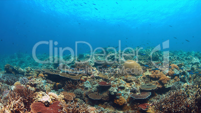 Whitetip reef sharks on a coral reef with plenty fish