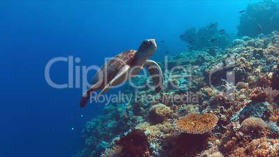 Green Sea turtle swims on a coral reef