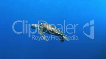 Green Sea turtle swims in blue water
