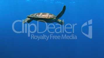 Green Sea turtle swims in blue water