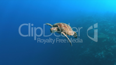 Green Sea turtle swims in blue water