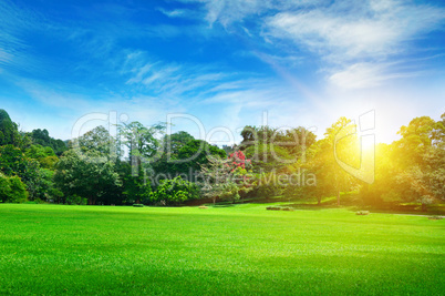 summer park with beautiful green lawns