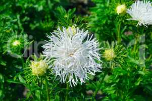 aster flowerbed in summer, focus on a white flower