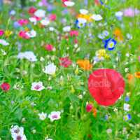 natural blurred background of flowers and herbs