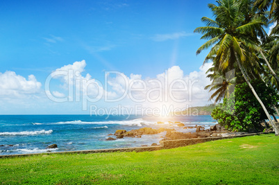 ocean, tropical palms on the beach, green grass and sun on cloud