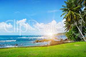 ocean, tropical palms on the beach, green grass and sun on cloud