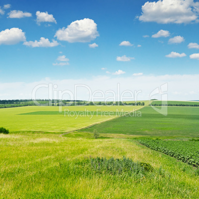 green field and blue sky with light clouds