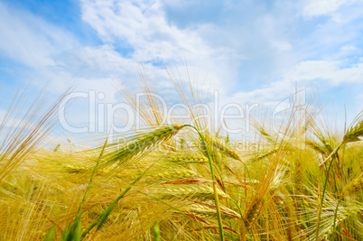 field with ripe ears of wheat and blue cloudy sky