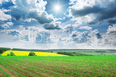 Beautiful sunrise on green cornfield