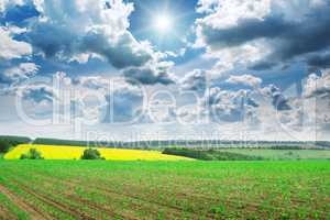 Beautiful sunrise on green cornfield