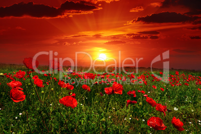 Bright sunrise in poppy field