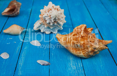 Seashells on a blue wooden background