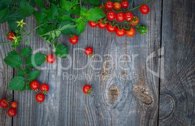 branch of small red cherry tomatoes with green stem