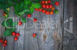 branch of small red cherry tomatoes with green stem