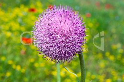 Purple flower of burdock
