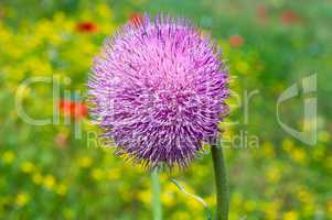 Purple flower of burdock