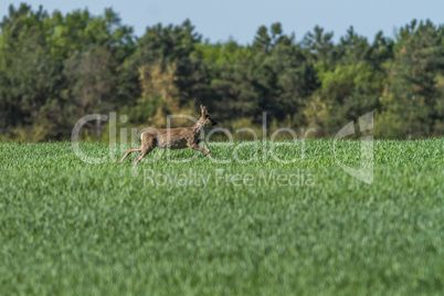 European roebuck in springtime on the cereal field with spring c