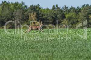 European roebuck in springtime on the cereal field with spring c