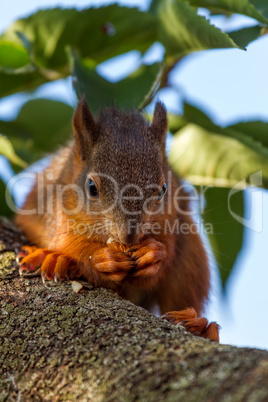 Red squirrel standing on the tree and eating