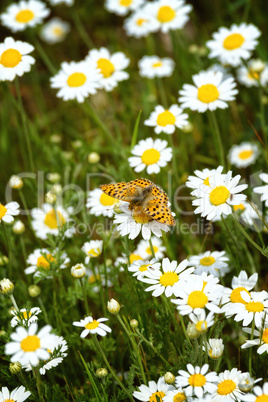 White and yellow daisies with Silver-washed Fritillary (Argynnis