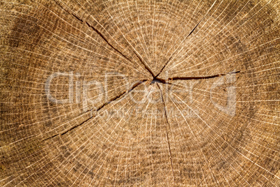 Cross section log texture