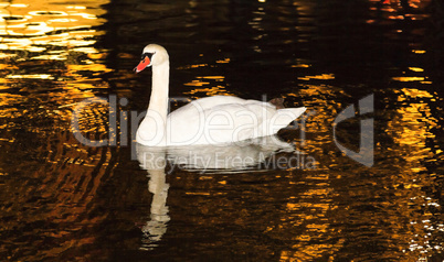 Der schwimmende Schwan im See.