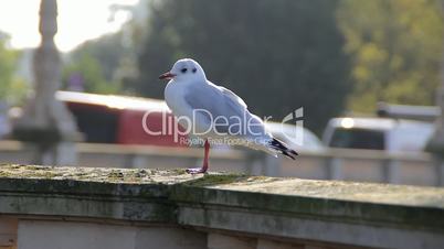 A gull is watching the city