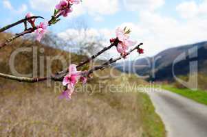 rosa Pfirsichblüten im Brachland