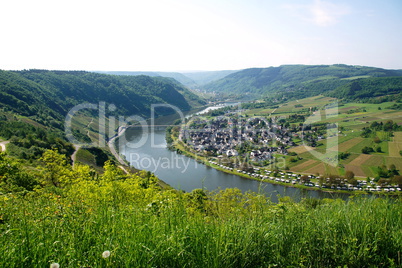 Wolf an der Mosel