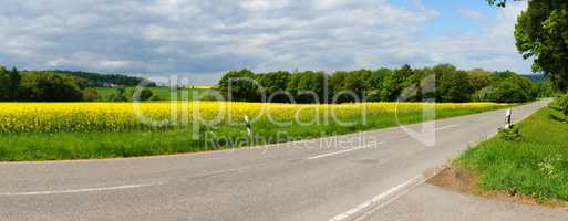 Wald, Rapsfeld und Straße Panorama