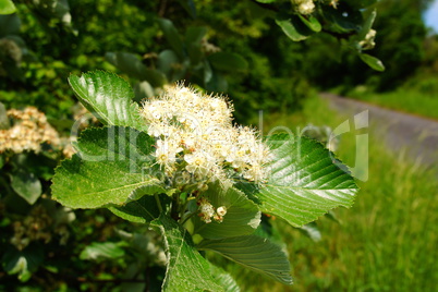 Mehlbeere Blüten