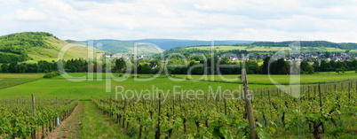 Weinlandschaft bei Maring Noviand Panorama