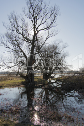 Trees on the river bank