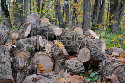 Pile of cut out firewood, close up