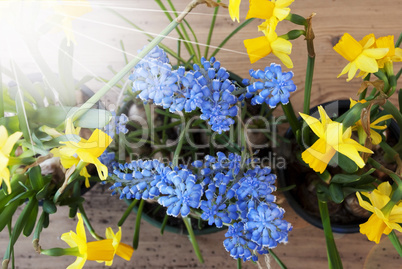 Sunny Spring Flowers, Narcissus And Grape Hyacinth
