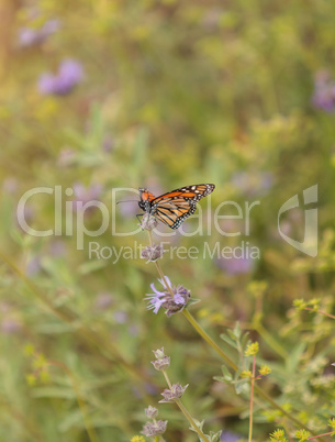 Monarch butterfly, Danaus plexippus, on a bush