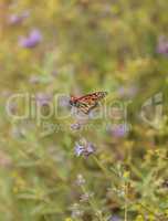 Monarch butterfly, Danaus plexippus, on a bush