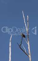 Osprey bird, Pandion haliaetus, in a dead tree