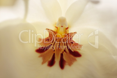 white pansy orchid Miltoniopsis