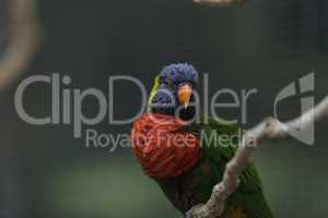 Rainbow Lorikeet bird, Trichoglossus haematodus