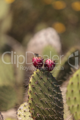 Prickly pear cactus, Opuntia