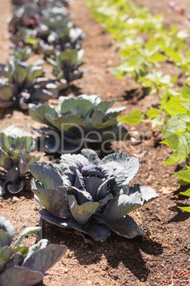 Red cabbage in an organic garden