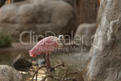 Roseate Spoonbill, Platalea ajaja