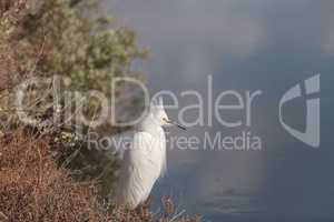 Snowy Egret, Egretta thula, bird